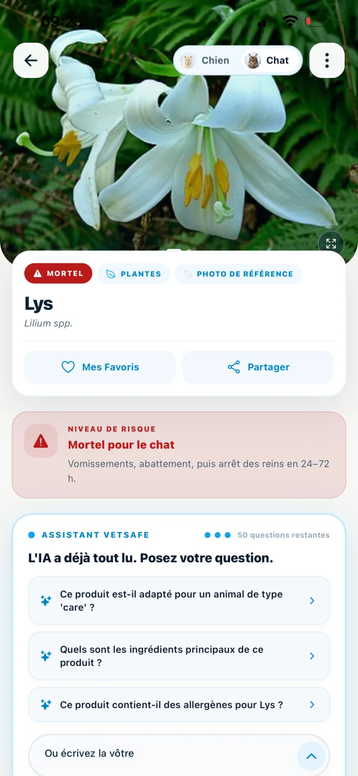 Fiche lys mortel pour le chat dans VetSafe